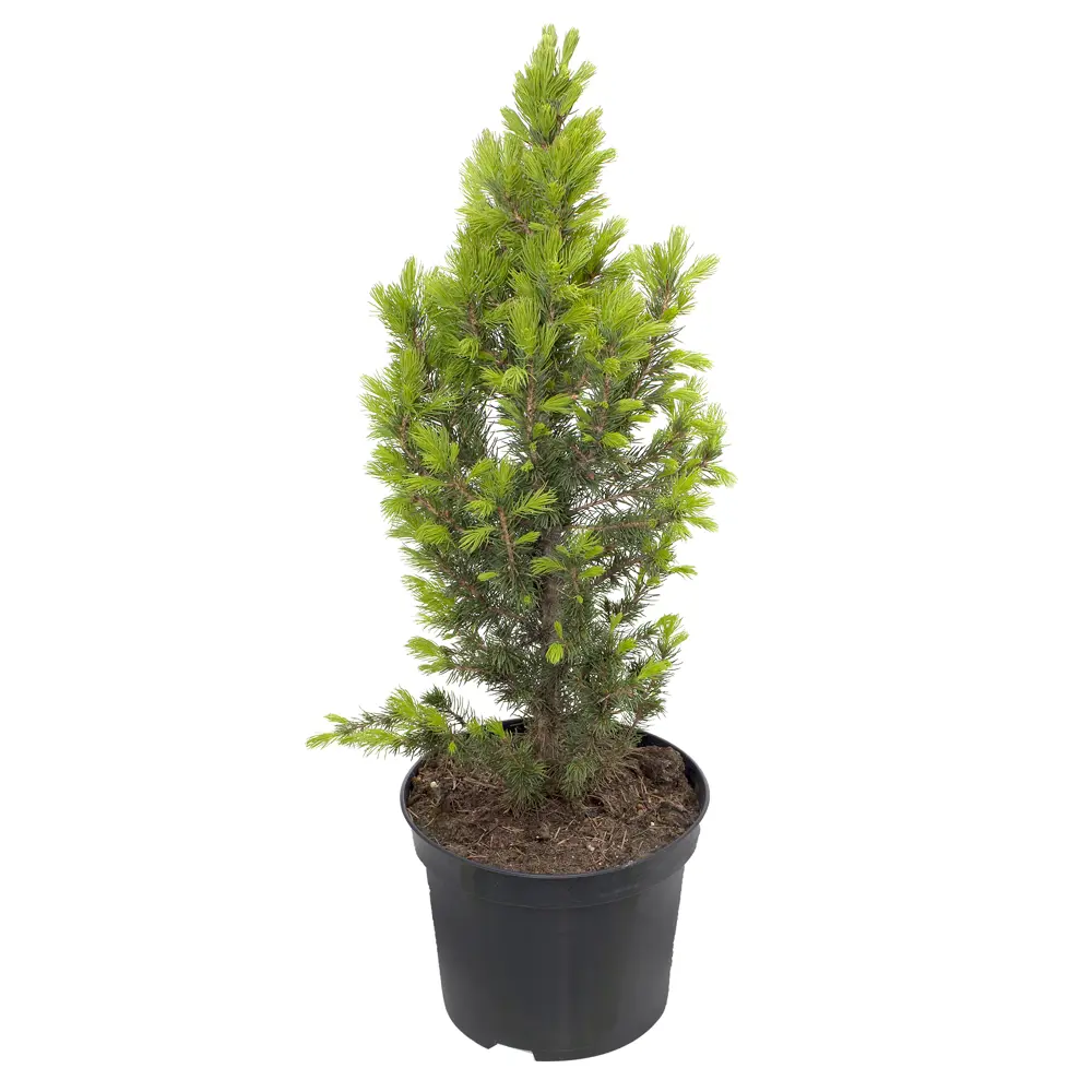 Фото Ель канадская Коника ø17 h40-60 см Фото Ель канадская Коника ø17 h40-60 см