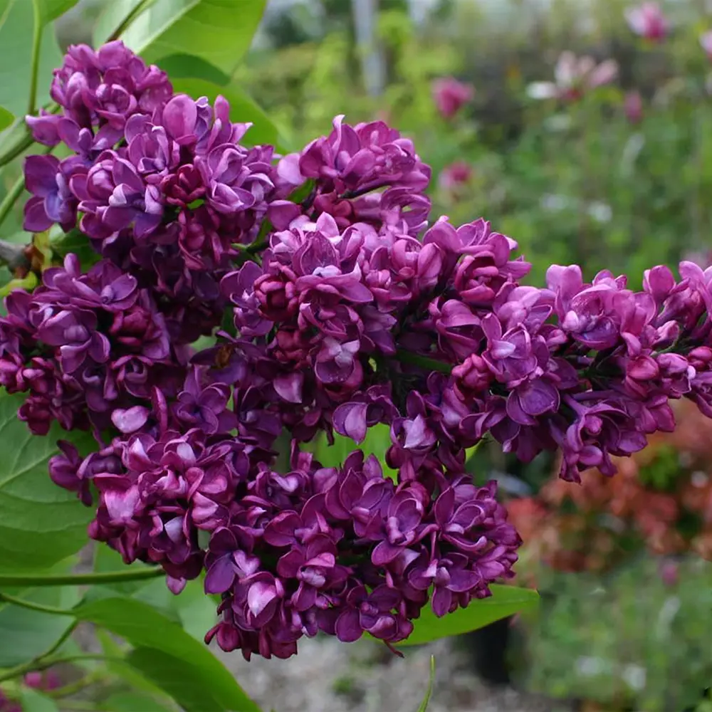 Фото Сирень обыкновенная «Чарлз Джоли», С3/15-20 см