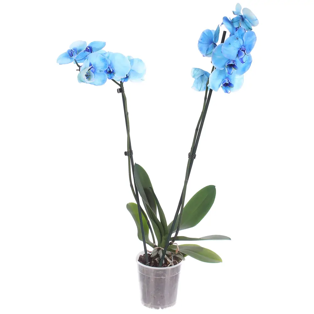Фото Орхидея Фаленопсис окрашенный 2 стебля ø12 h60 см синий Фото Орхидея Фаленопсис окрашенный 2 стебля ø12 h60 см синий