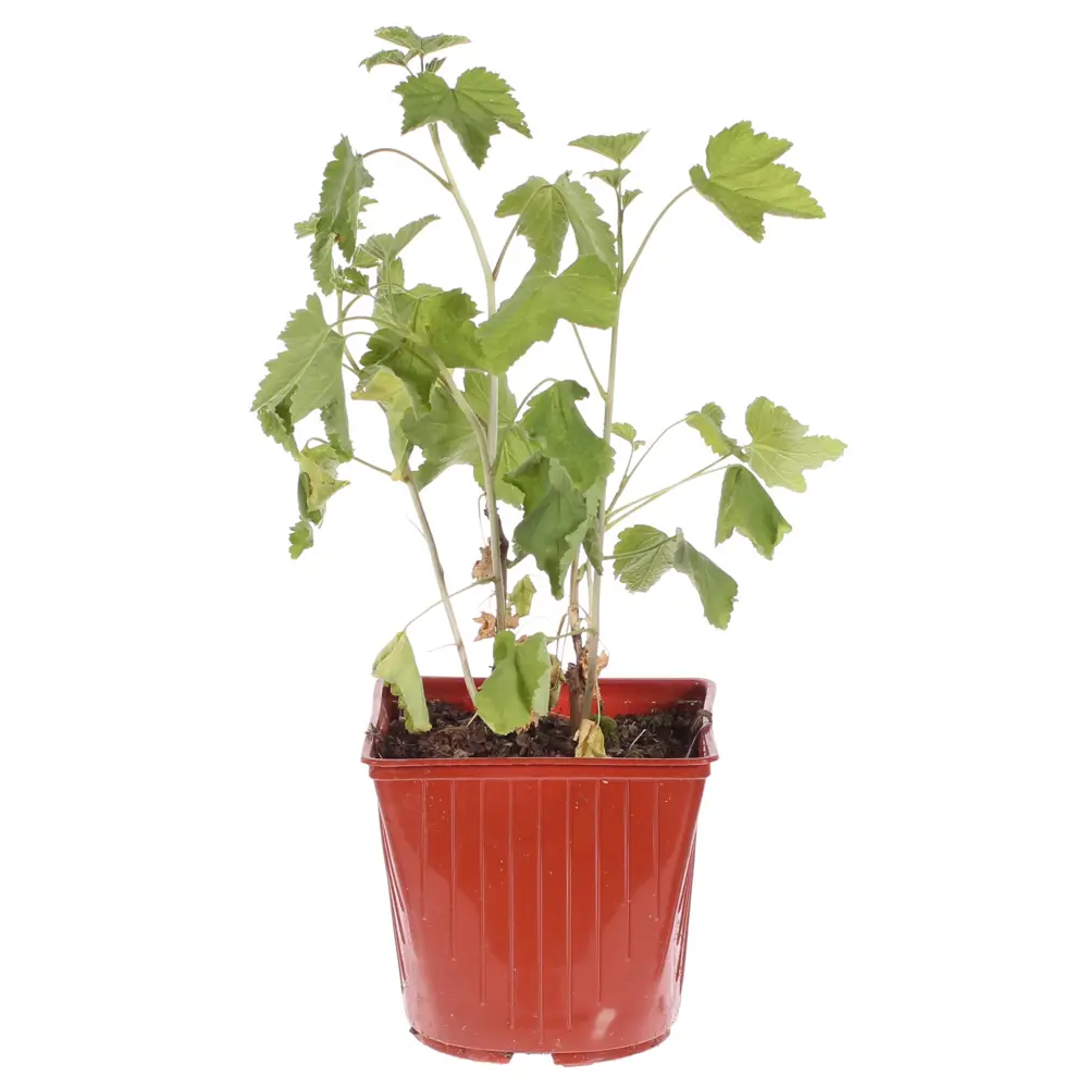 Фото Смородина красная С2 «Щедрая» h40 Фото Смородина красная С2 «Щедрая» h40