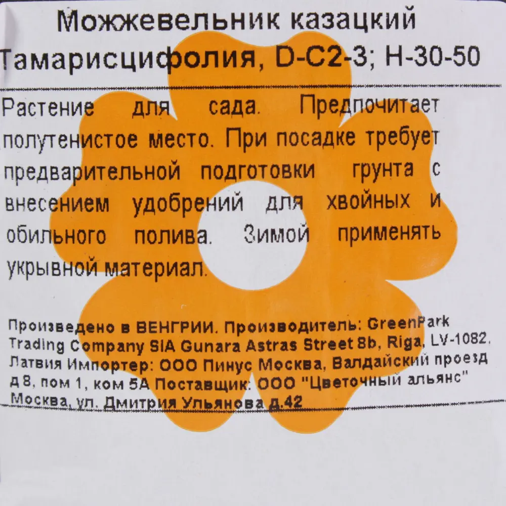 Фото 3 Можжевельник казацкий «Тамарисцифолия» С2-3/30 Фото 3 Можжевельник казацкий «Тамарисцифолия» С2-3/30