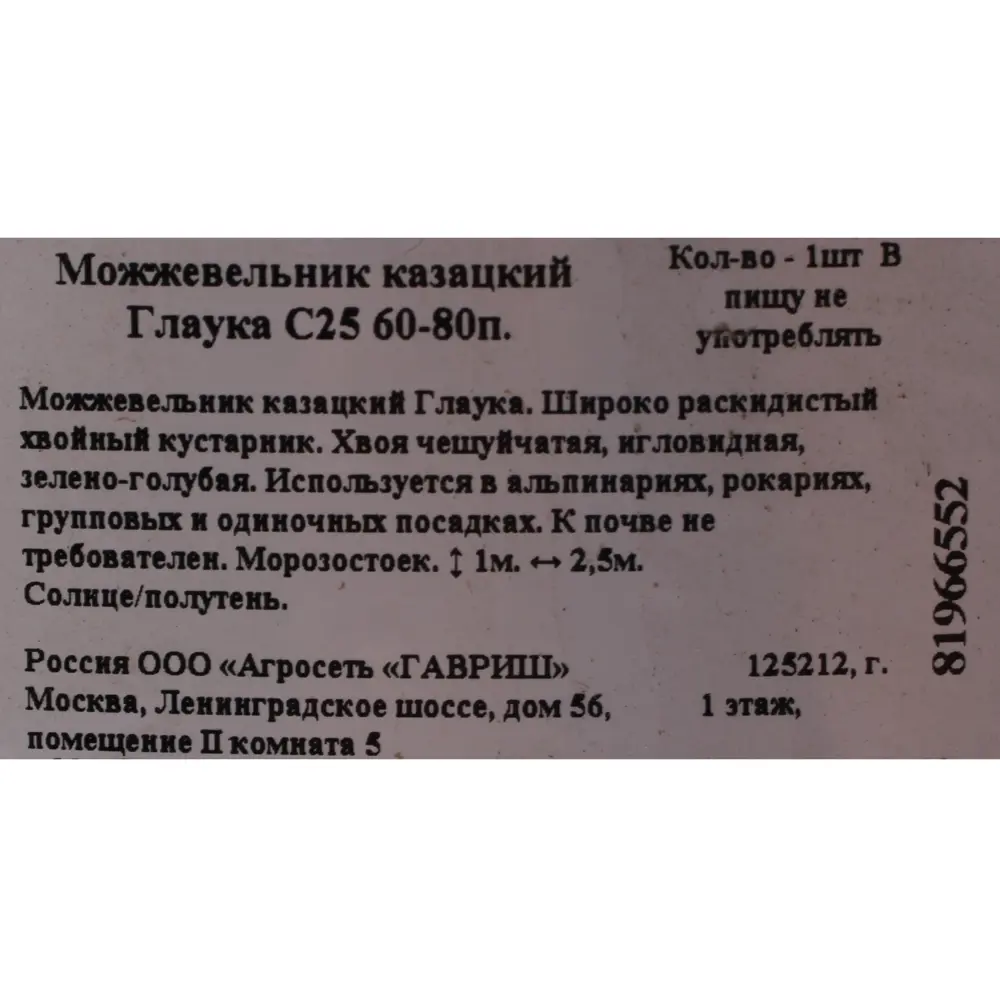 Фото 2 Можжевельник казацкий глаука С25 60-80 см Фото 2 Можжевельник казацкий глаука С25 60-80 см