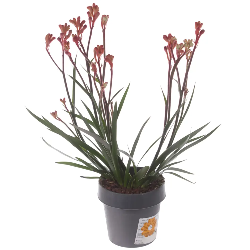 Фото Анигозантос микс ø14 h40 см