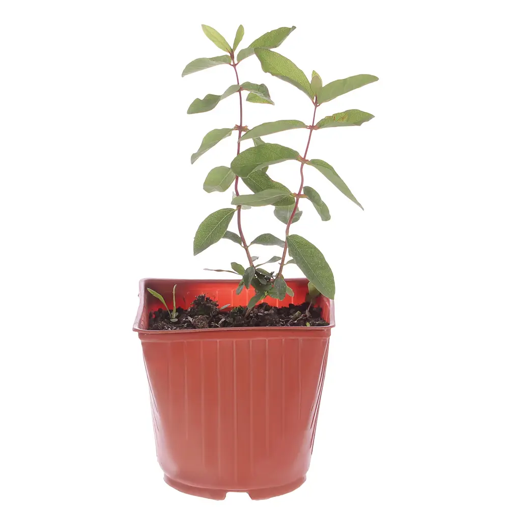 Фото Жимолость плодовая С3 «Голубое веретено» h50