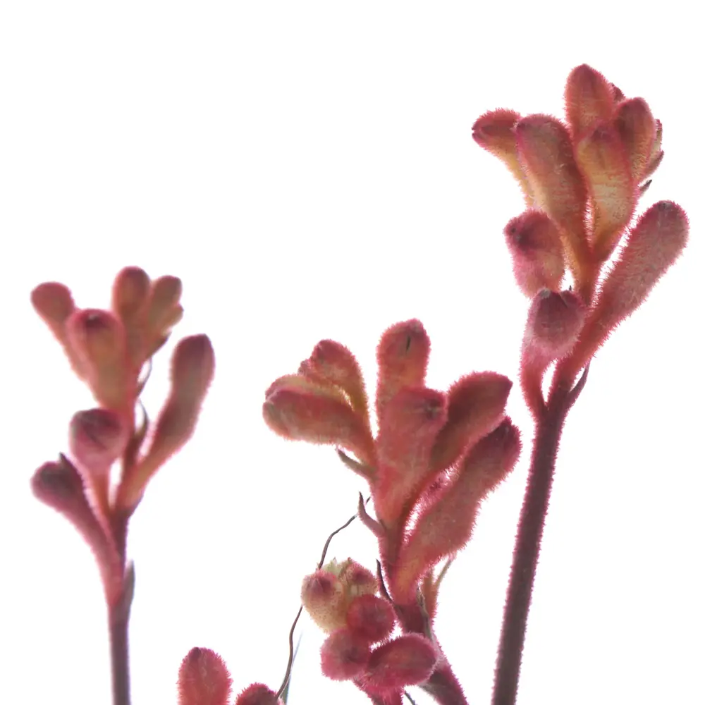 Фото 2 Анигозантос микс ø14 h40 см