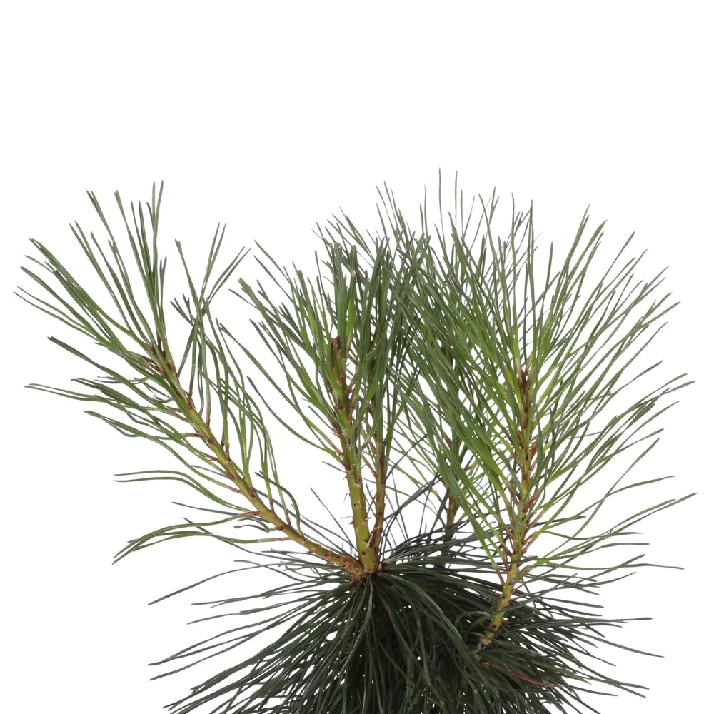 Фото 3 Сосна горная С 2.4 «Мугус» h40 Фото 3 Сосна горная С 2.4 «Мугус» h40