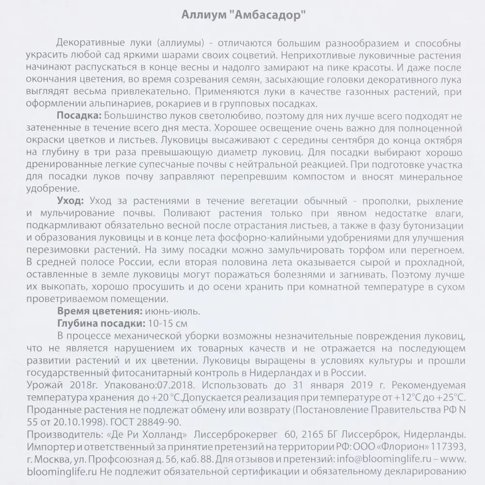 Фото 3 Аллиум «Амбасадор» Фото 3 Аллиум «Амбасадор»