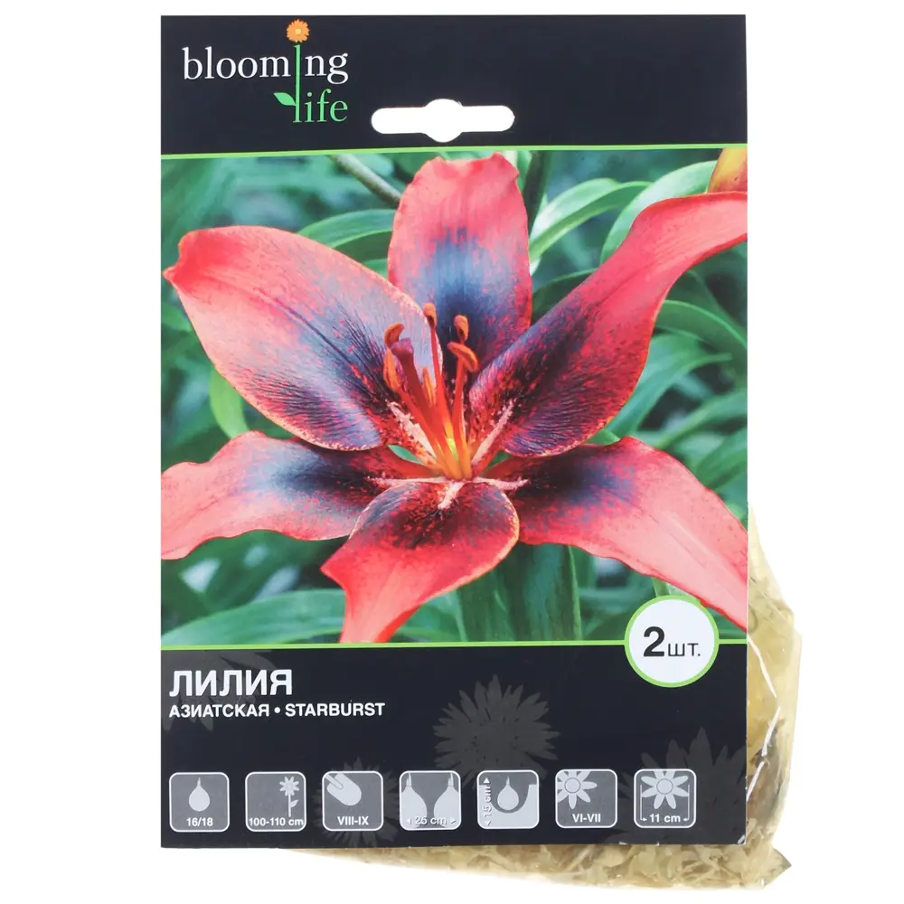 Фото Лилия азиатская «Старберст» Фото Лилия азиатская «Старберст»