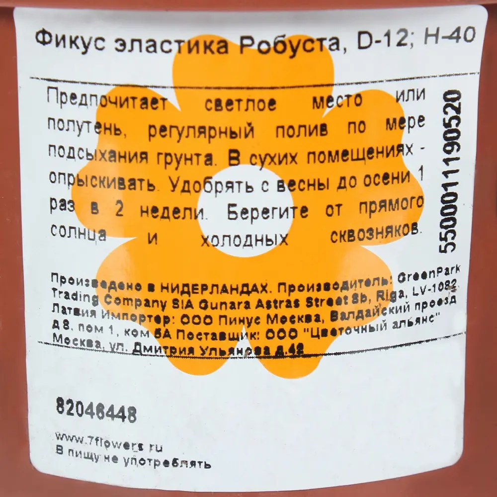 Фото 3 Фикус эластика «Робуста» Фото 3 Фикус эластика «Робуста»