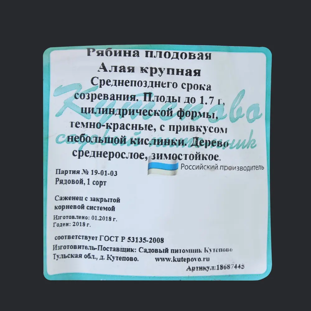 Фото 3 Рябина плодовая «Алая», 3 года Фото 3 Рябина плодовая «Алая», 3 года