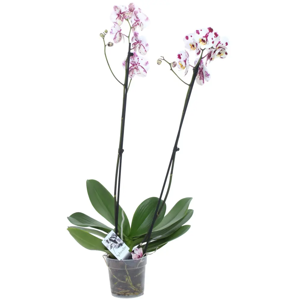 Фото Орхидея Фаленопсис микс 2 стебля ø15 h85 см Центр букетов Фото Орхидея Фаленопсис микс 2 стебля ø15 h85 см Центр букетов