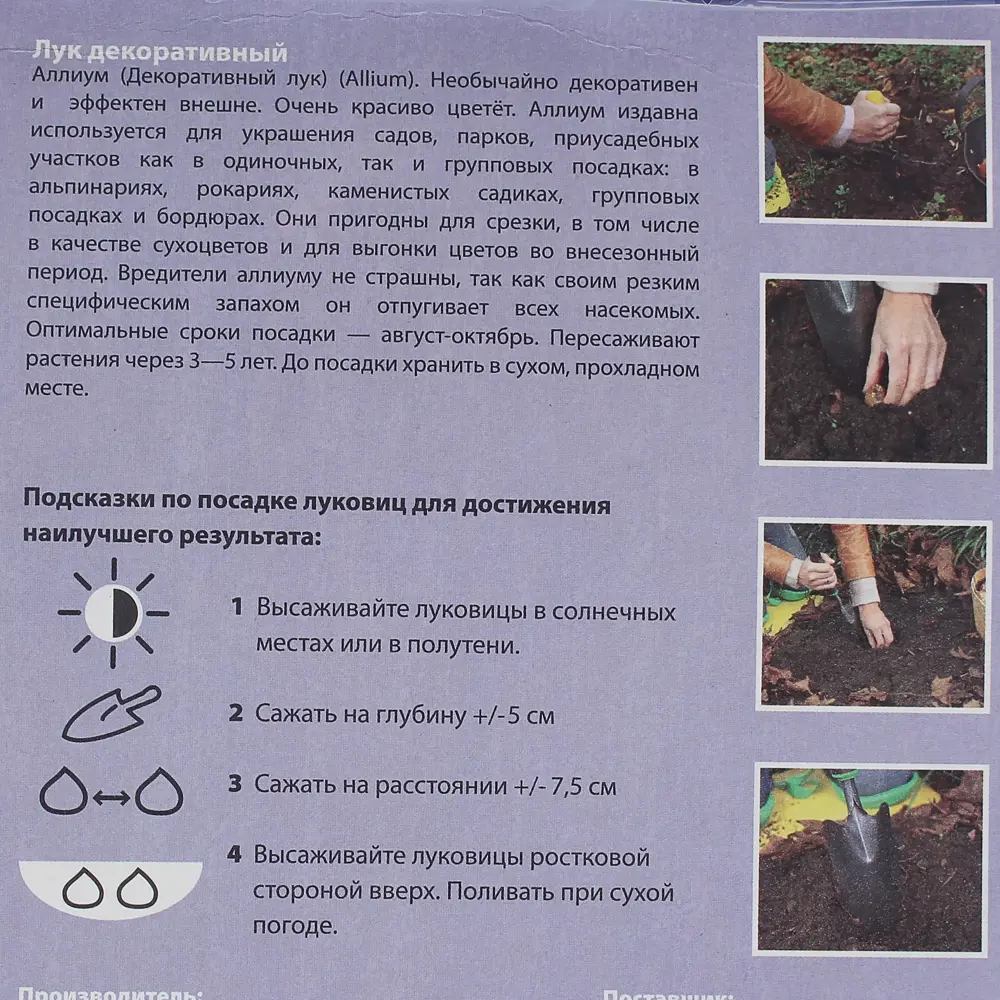 Фото 3 Лук виноградникового «Хэйр», размер луковицы 4/5 Фото 3 Лук виноградникового «Хэйр», размер луковицы 4/5