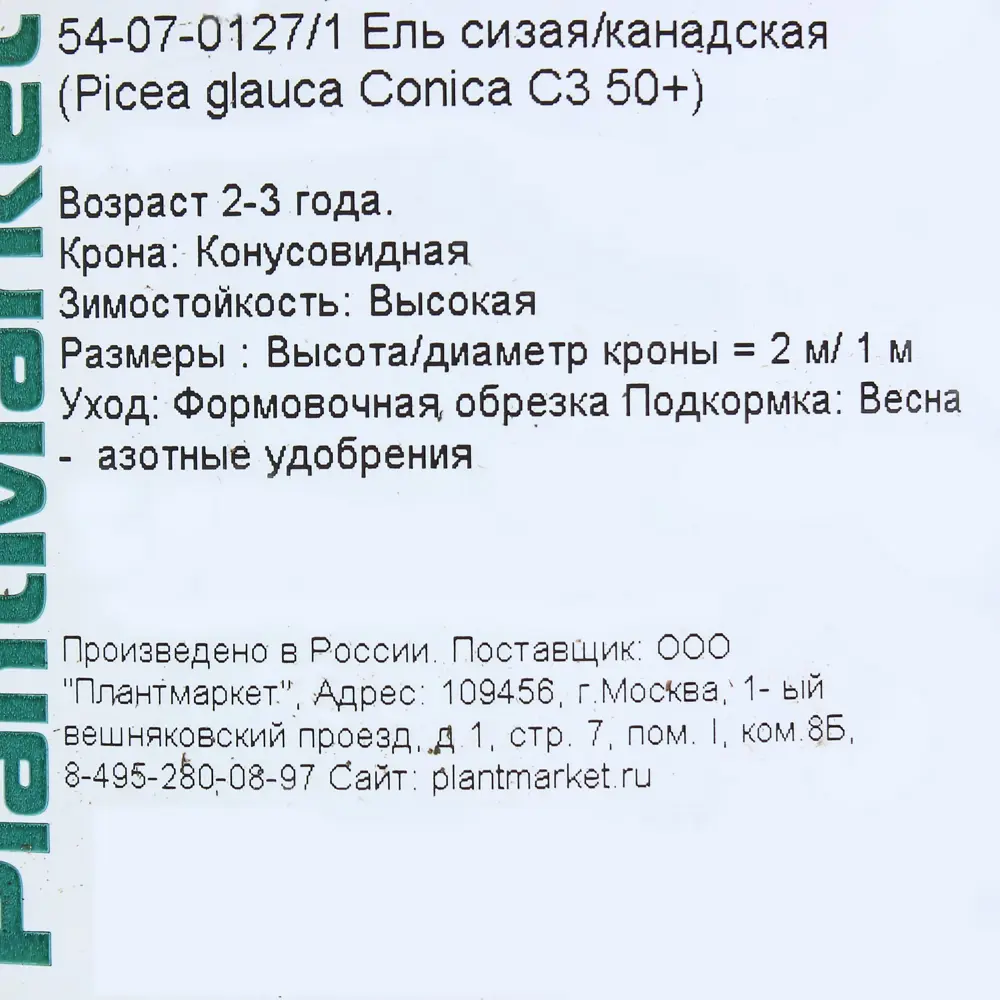 Фото 3 Ель канадская «Коника» C3, 50+ см Фото 3 Ель канадская «Коника» C3, 50+ см