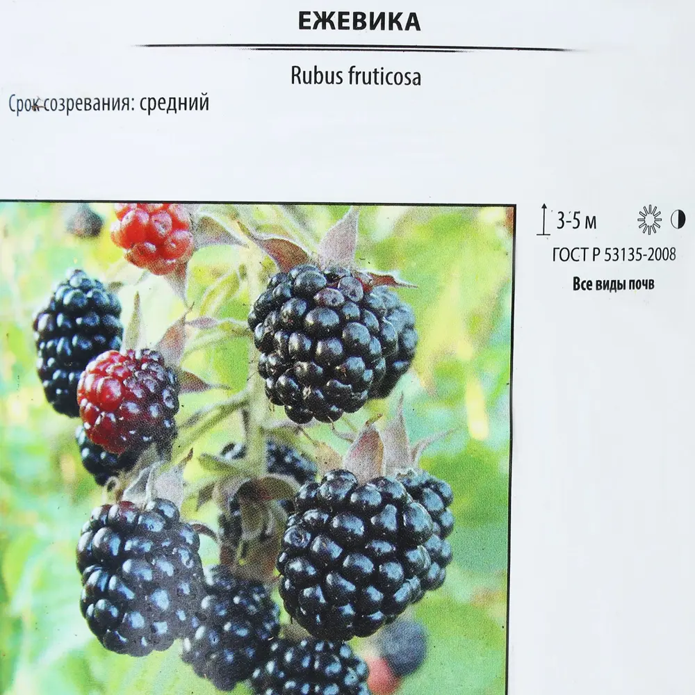 Фото 2 Ежевика «Навахо», контейнер 2 л Фото 2 Ежевика «Навахо», контейнер 2 л