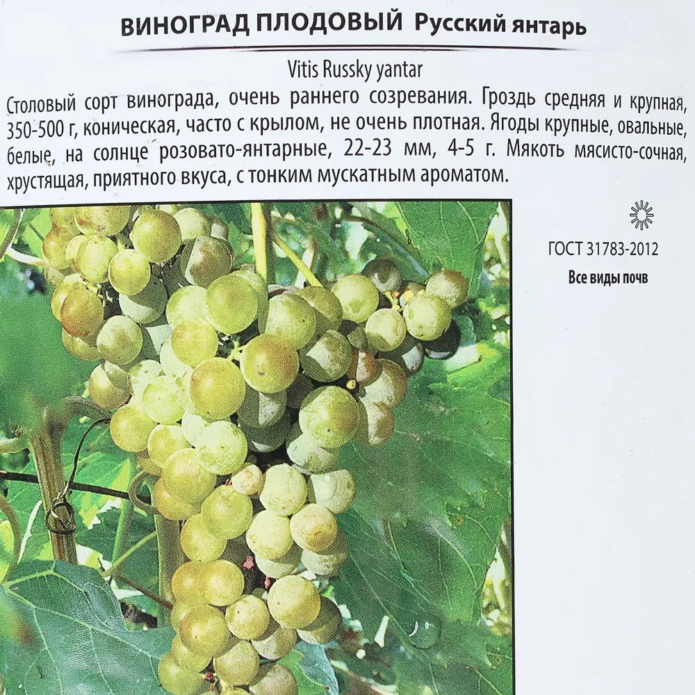 Фото 2 Виноград плодовый «Русский янтарь», контейнер 2 л Фото 2 Виноград плодовый «Русский янтарь», контейнер 2 л