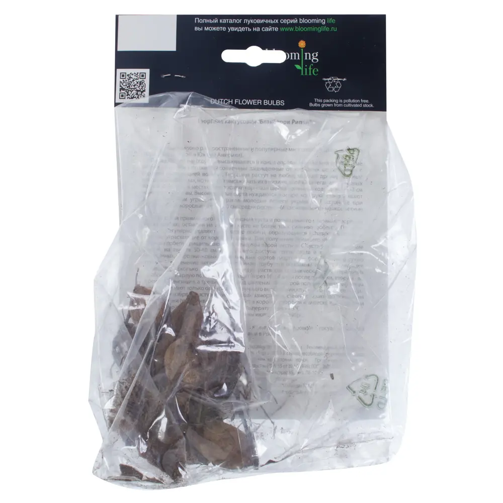 Фото 2 Георгина кактусовая «Блэкберри Риппл» Фото 2 Георгина кактусовая «Блэкберри Риппл»