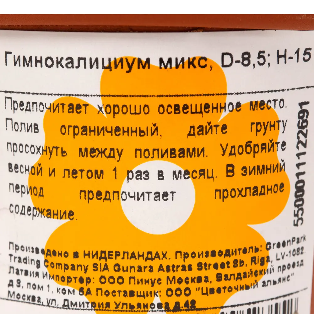 Фото 2 Гимнокалициум микс 85x15 см Фото 2 Гимнокалициум микс 85x15 см