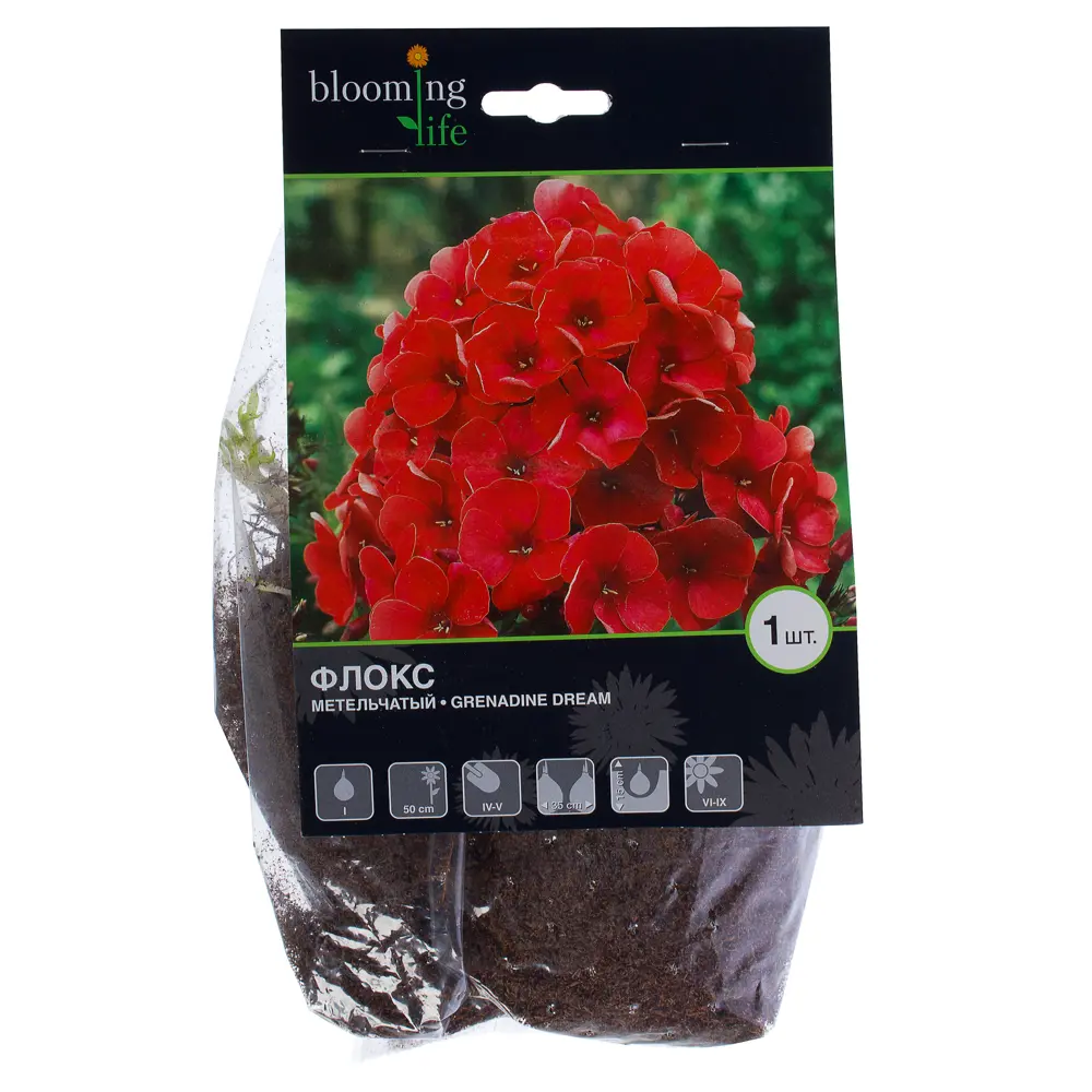 Фото Флокс Гренадин Дрим (I) Фото Флокс Гренадин Дрим (I)