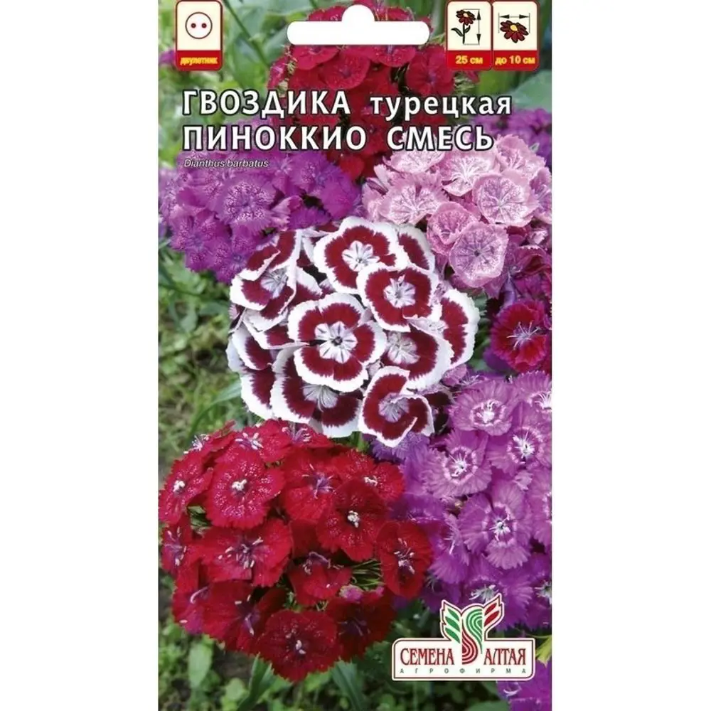 Фото 2 Гвоздика турецкая «Пиноккио» смесь окрасок Фото 2 Гвоздика турецкая «Пиноккио» смесь окрасок