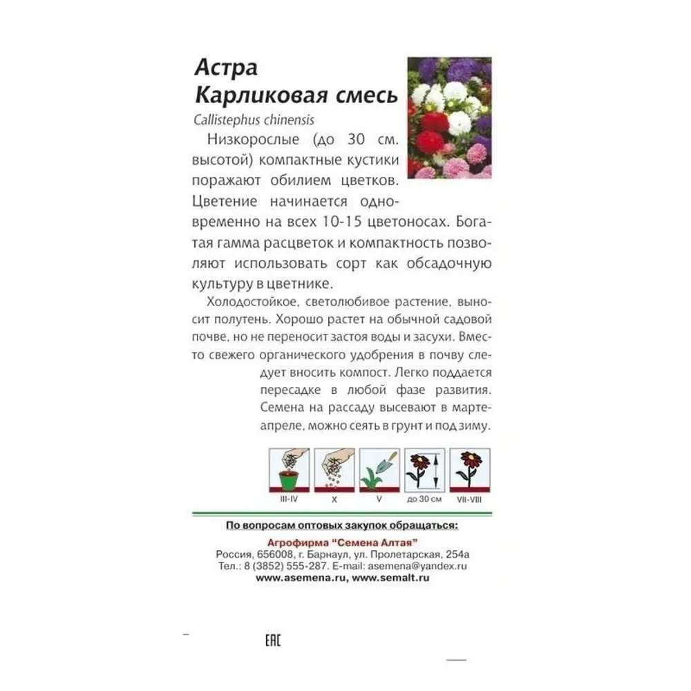 Фото 4 Астра «Карликовая» смесь окрасок