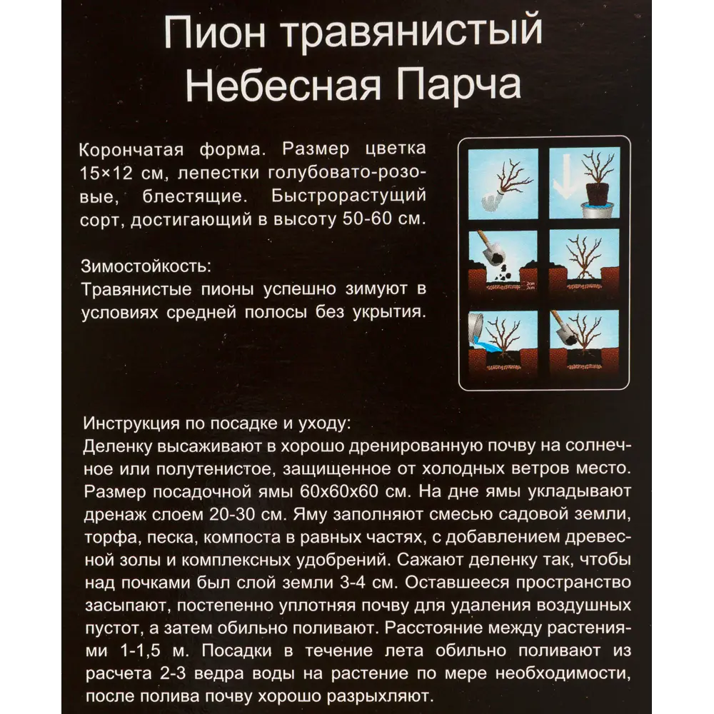 Фото 3 Пион травянистый Небесная парча, в тубе Фото 3 Пион травянистый Небесная парча, в тубе