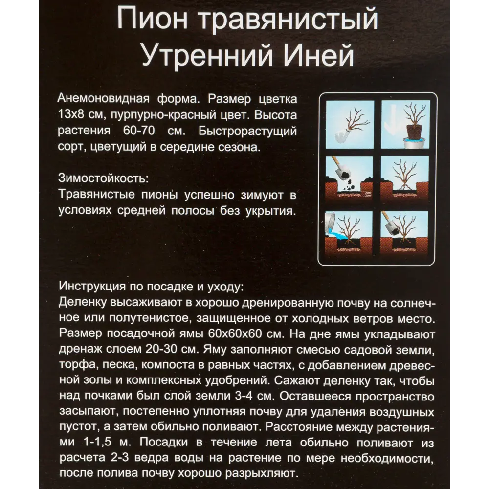 Фото 3 Пион травянистый Утренний иней, в тубе Фото 3 Пион травянистый Утренний иней, в тубе