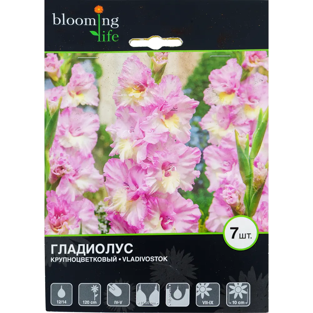 Фото Гладиолус крупноцветковый «Владивосток» Фото Гладиолус крупноцветковый «Владивосток»