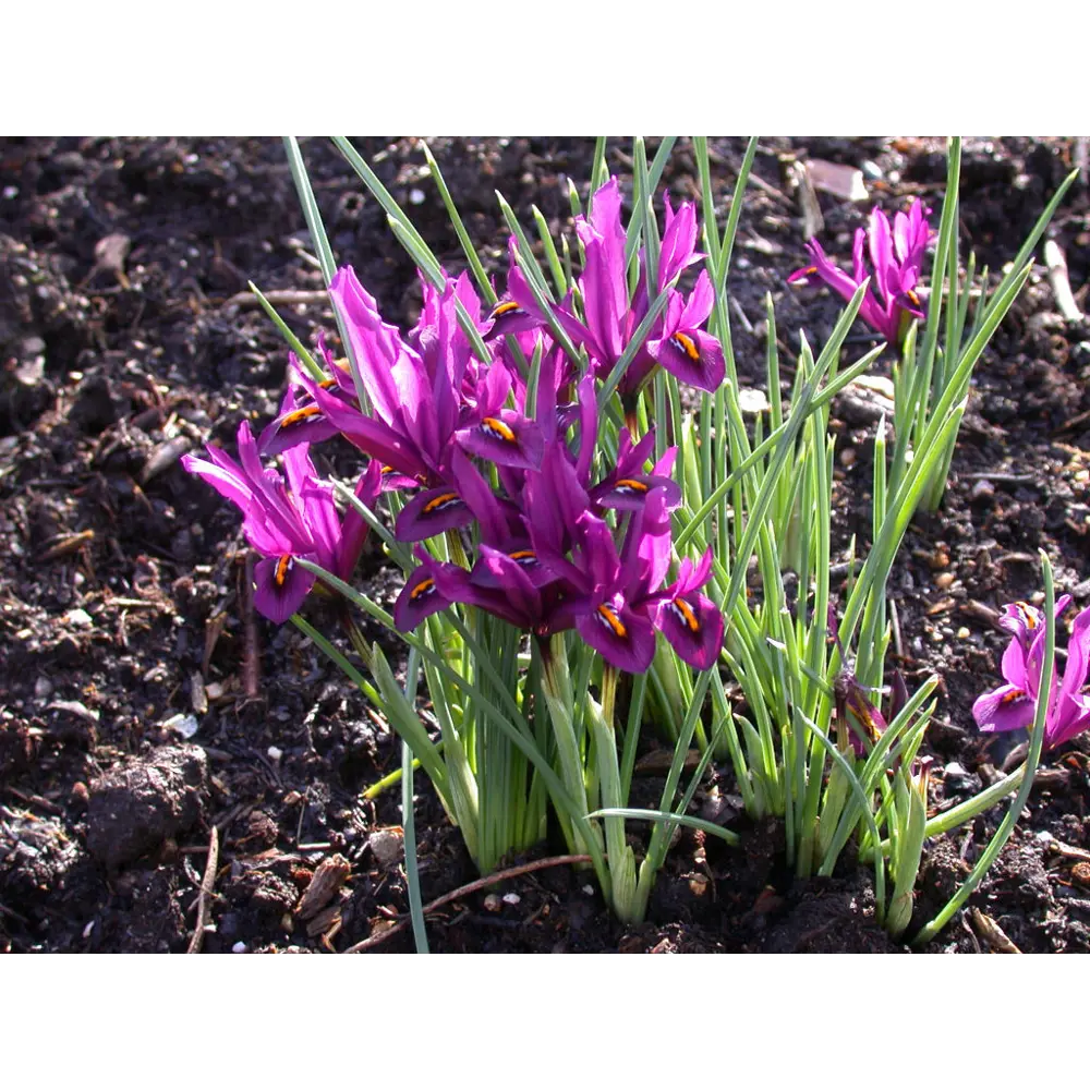 Фото Ирис Geolia «Reticulata JS Dyt» Фото Ирис Geolia «Reticulata JS Dyt»