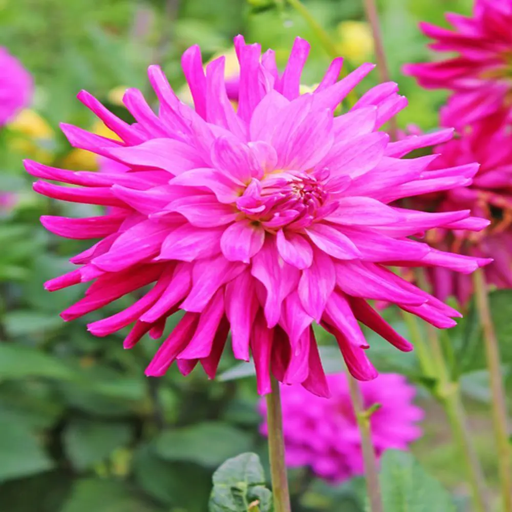 Фото Георгина Кактусовая Дарк Даймонд I Фото Георгина Кактусовая Дарк Даймонд I