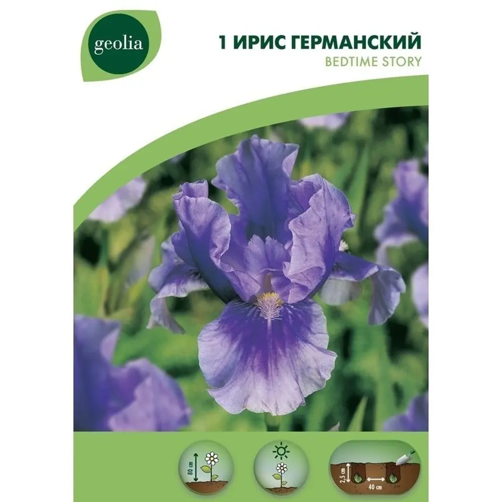 Фото Ирис Geolia «Bedtime Story» Фото Ирис Geolia «Bedtime Story»