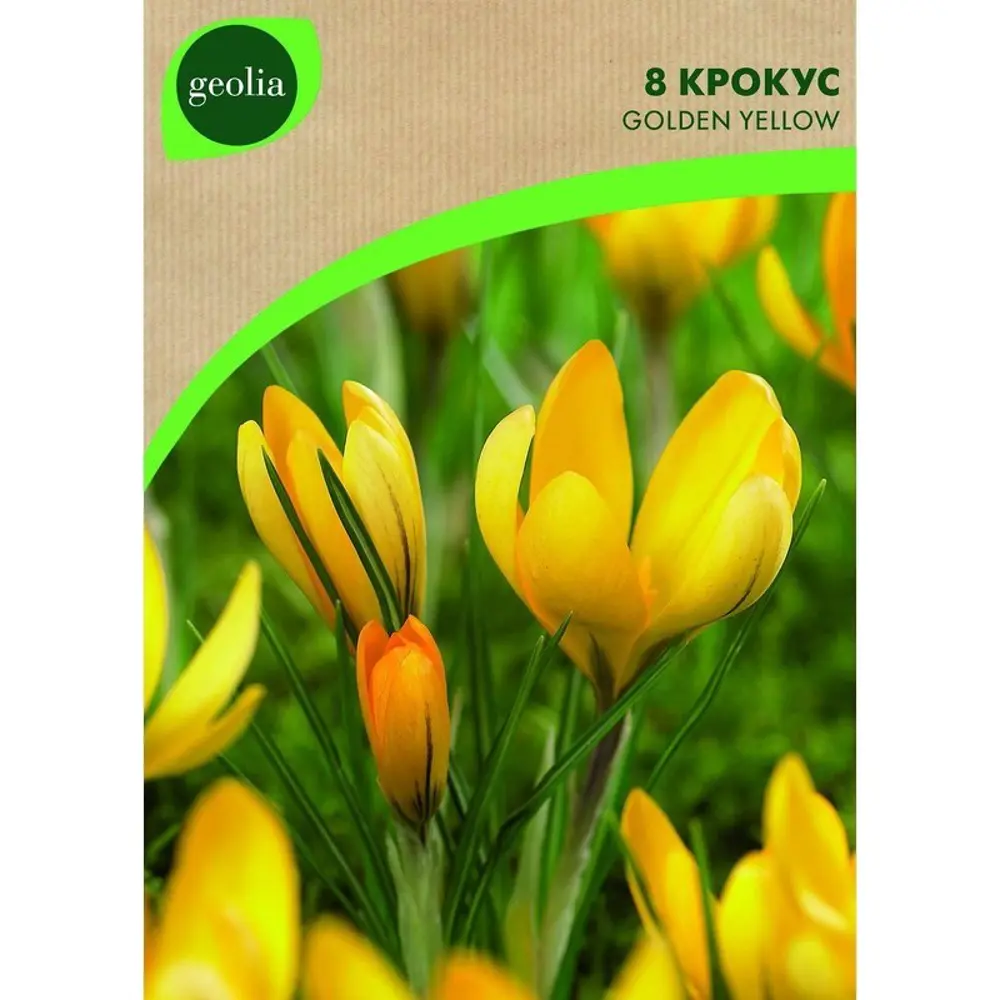 Фото Крокус Geolia «Yellow» Фото Крокус Geolia «Yellow»