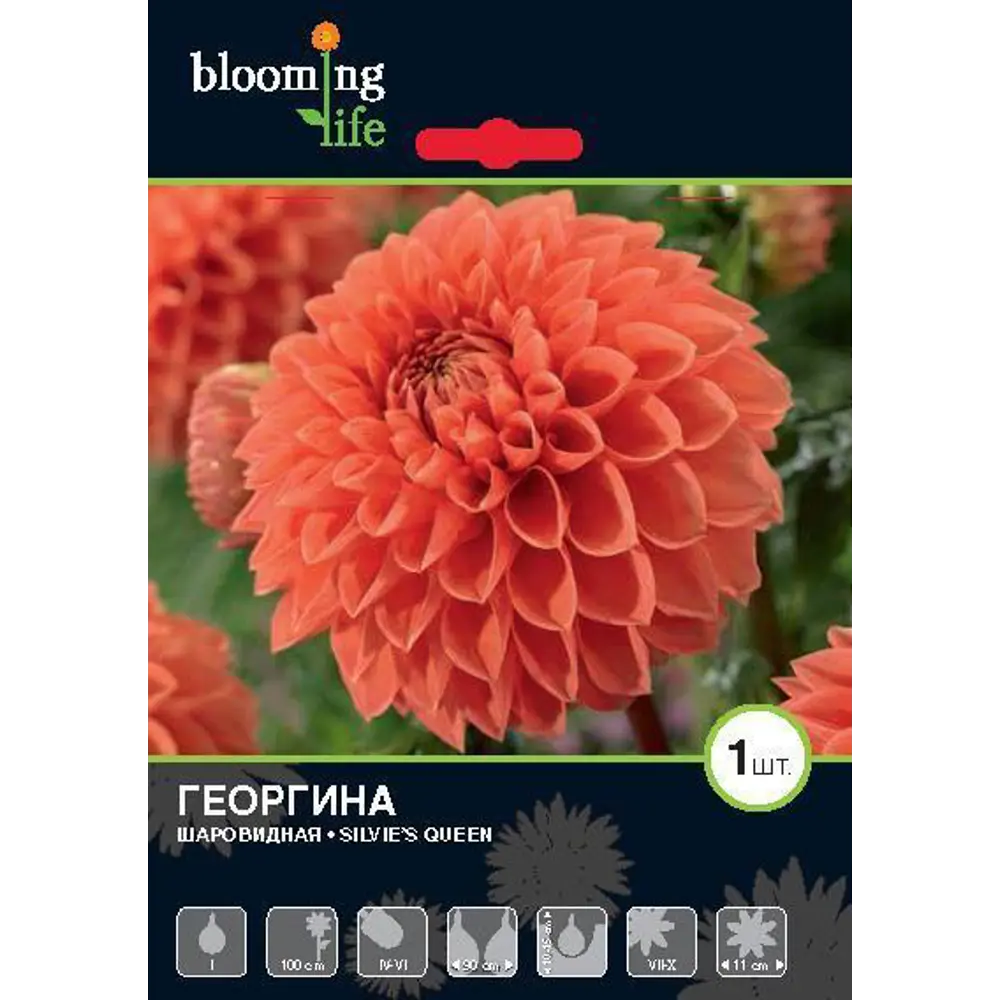 Фото Георгина «Сильвис Куин» Фото Георгина «Сильвис Куин»