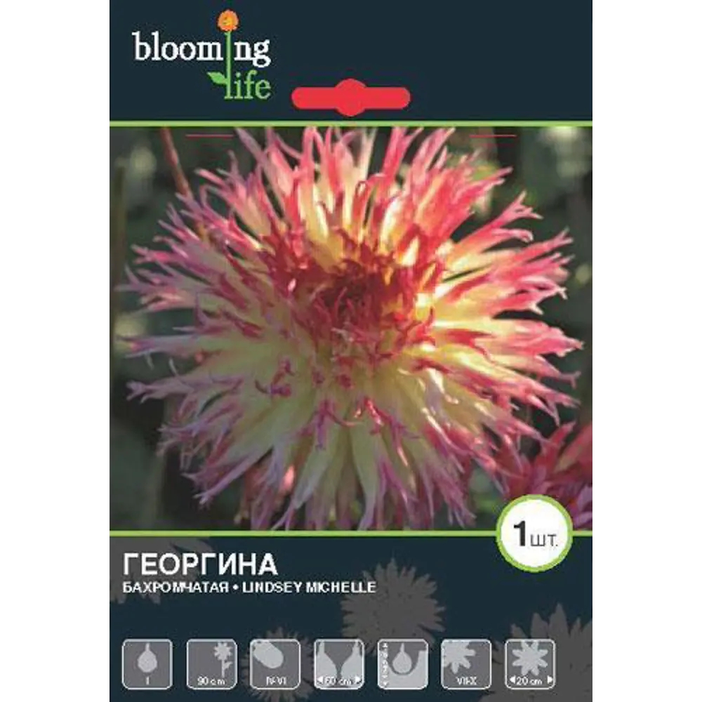 Фото Георгина «Линдси Мишель» Фото Георгина «Линдси Мишель»