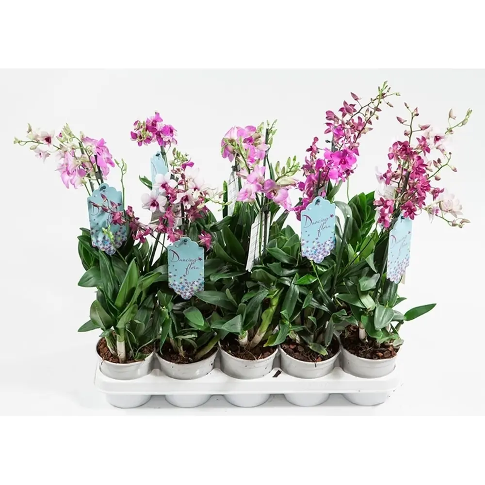 Фото Орхидея Дендробиум микс ø12 h60 см Фото Орхидея Дендробиум микс ø12 h60 см