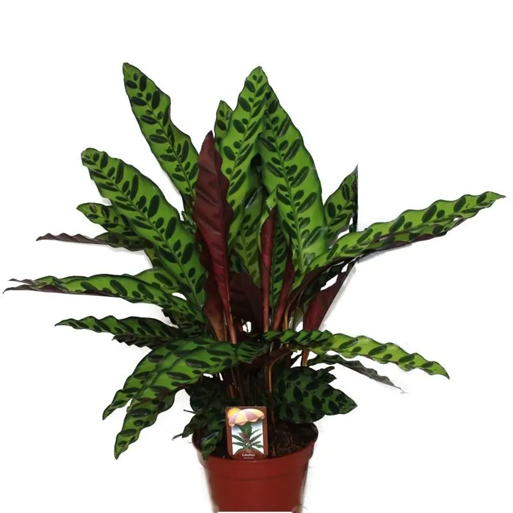 Фото Калатея Ланцифолия 12х45 см Фото Калатея Ланцифолия 12х45 см