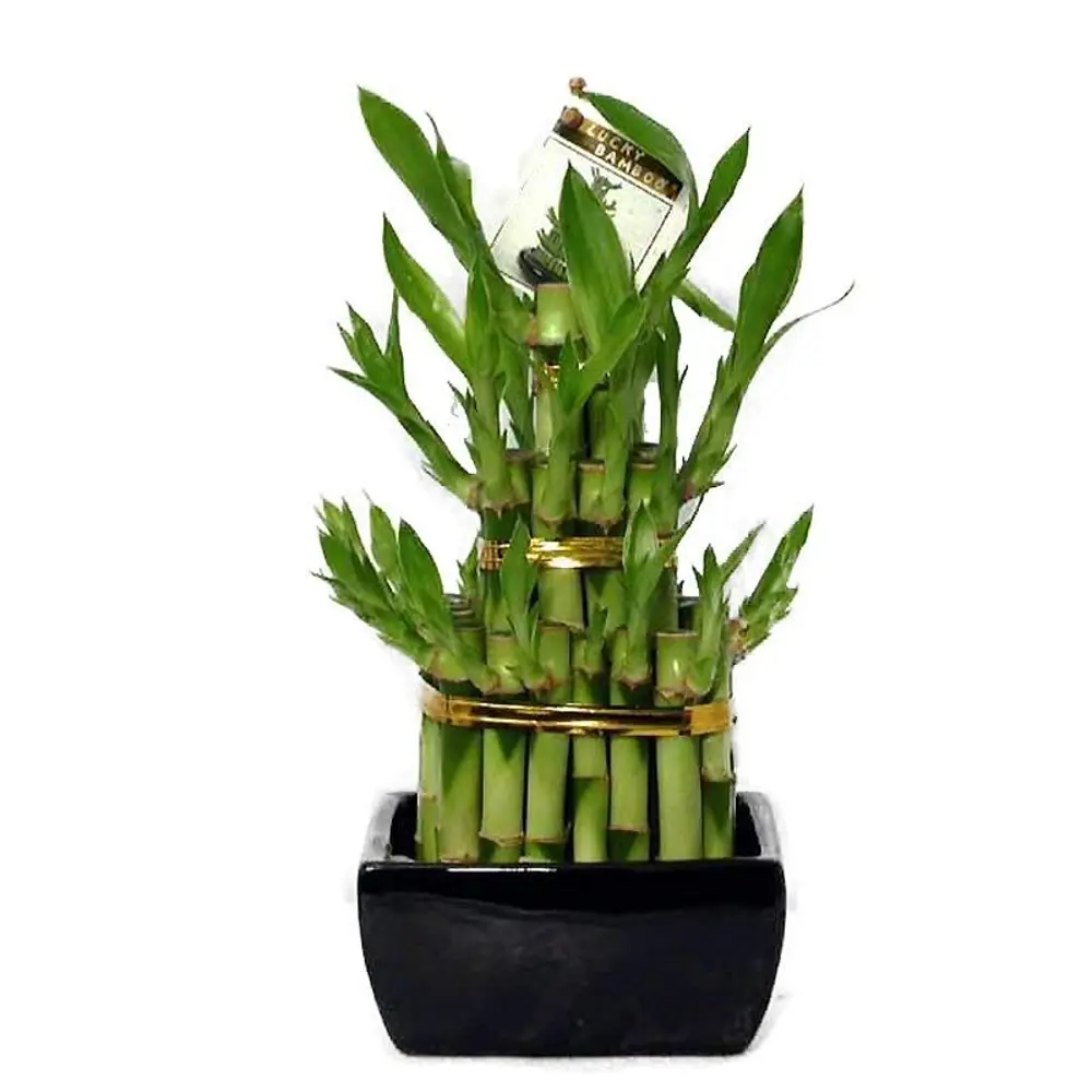 Фото Бамбук Лакки 2 Ронд Бигнр 9х15 см Фото Бамбук Лакки 2 Ронд Бигнр 9х15 см