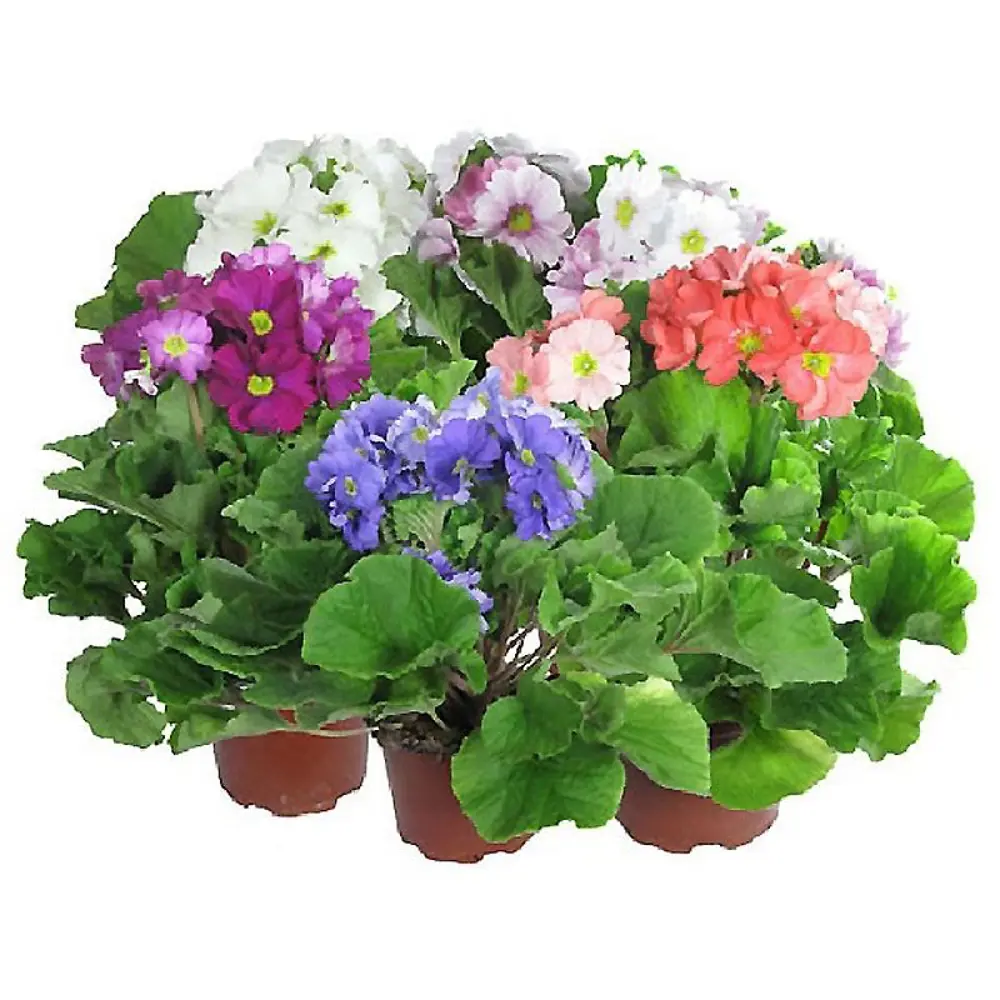Фото Примула обконика Mix 12x25 см Фото Примула обконика Mix 12x25 см