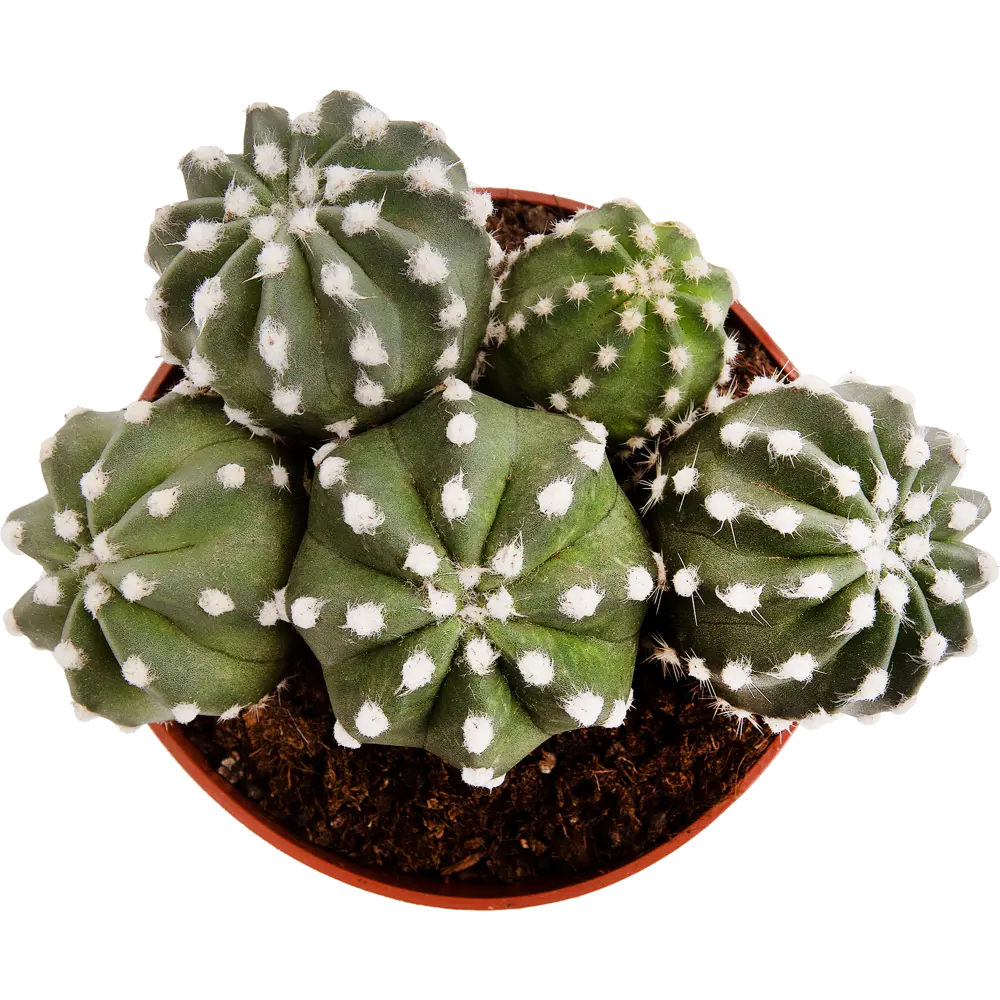Фото 2 Кактус микс 12x13 см Фото 2 Кактус микс 12x13 см