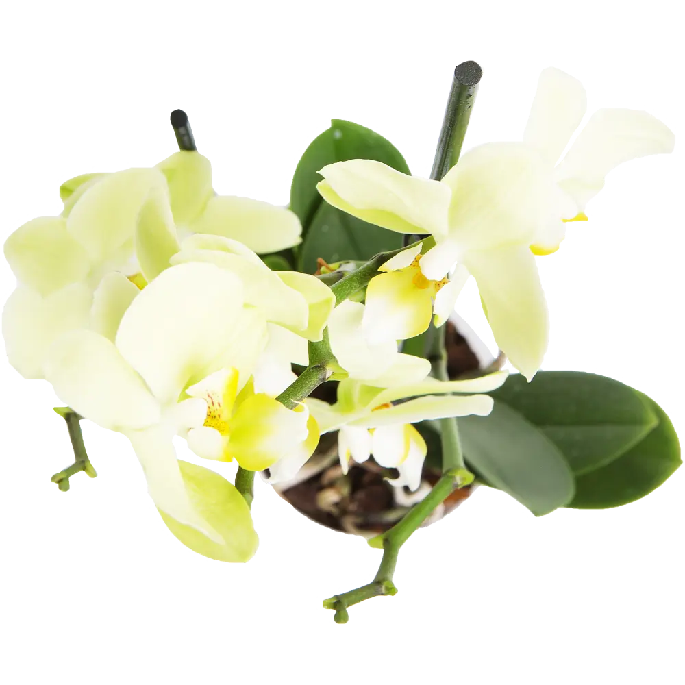 Фото 2 Орхидея Фаленопсис Помпеи 2 стебля ø9 h40 см Фото 2 Орхидея Фаленопсис Помпеи 2 стебля ø9 h40 см