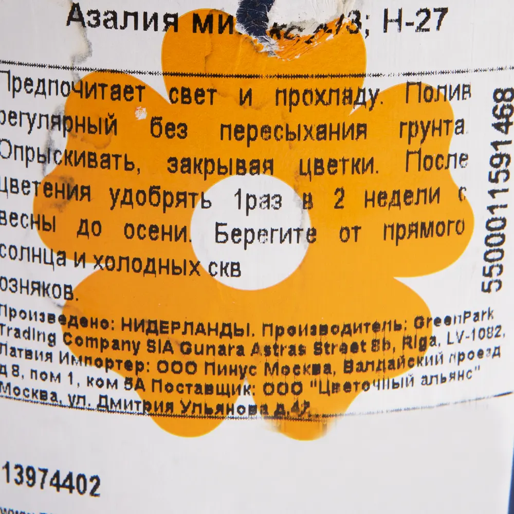 Фото 3 Азалия микс 12x25 см Фото 3 Азалия микс 12x25 см