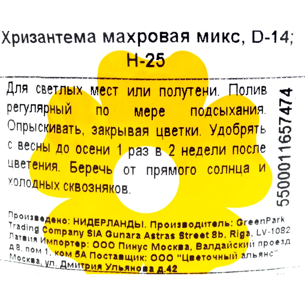 Фото 3 Хризантема микс махровая ø25 h14 см Фото 3 Хризантема микс махровая ø25 h14 см