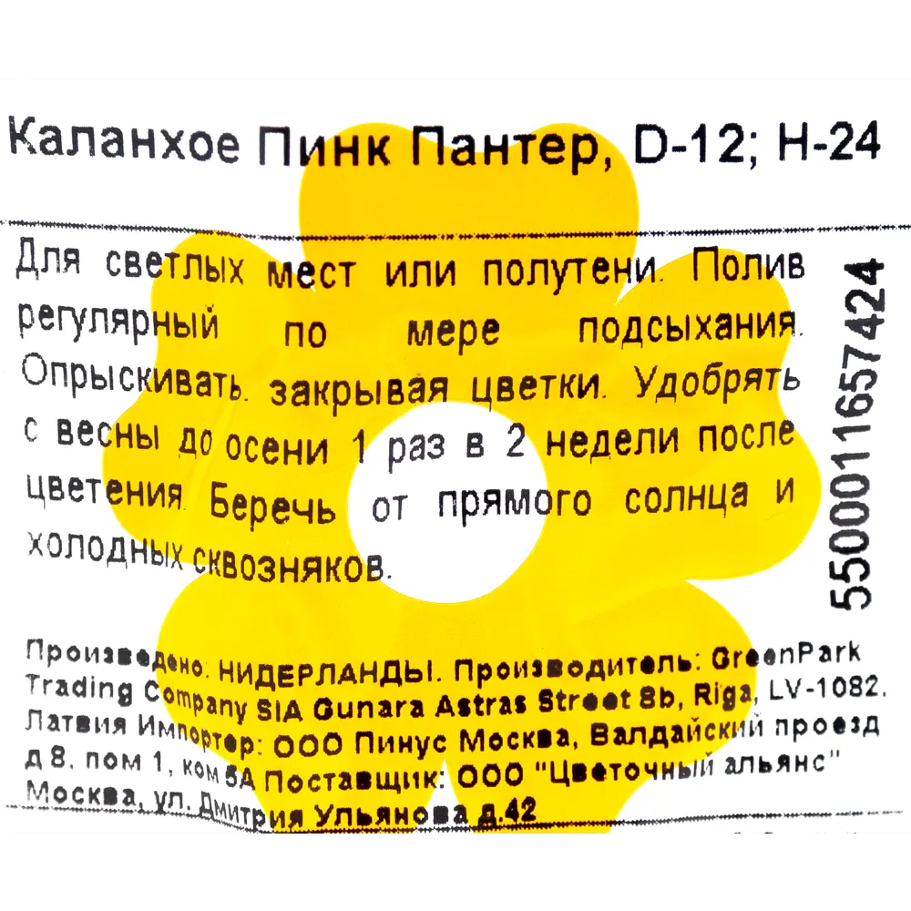 Фото 3 Каланхое «Пинк Пантер», 24х12 см Фото 3 Каланхое «Пинк Пантер», 24х12 см