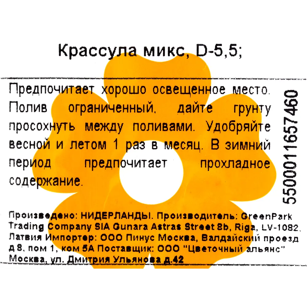 Фото 3 Крассула микс 5.5х10 см Фото 3 Крассула микс 5.5х10 см