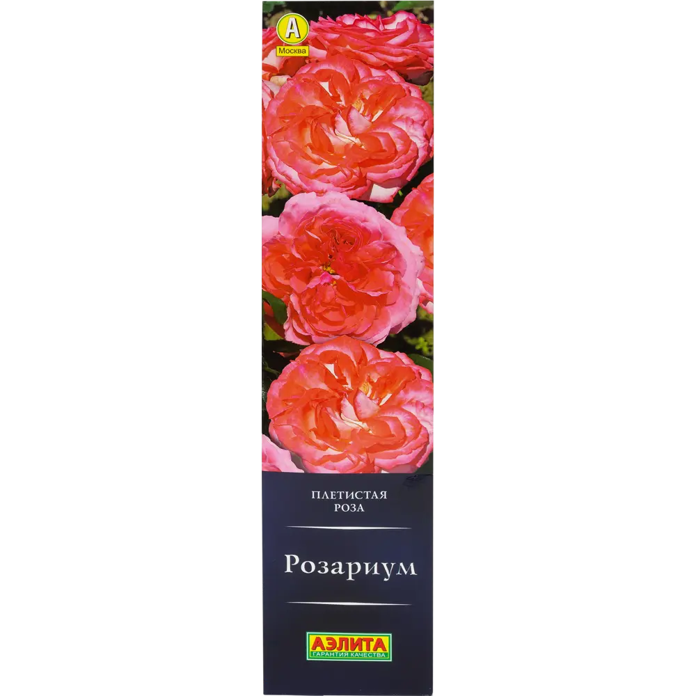 Фото Роза плетистая «Розариум» Фото Роза плетистая «Розариум»