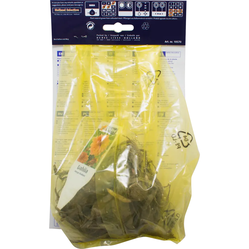 Фото 2 Георгина декоратиная «Манго Меднесс» Фото 2 Георгина декоратиная «Манго Меднесс»