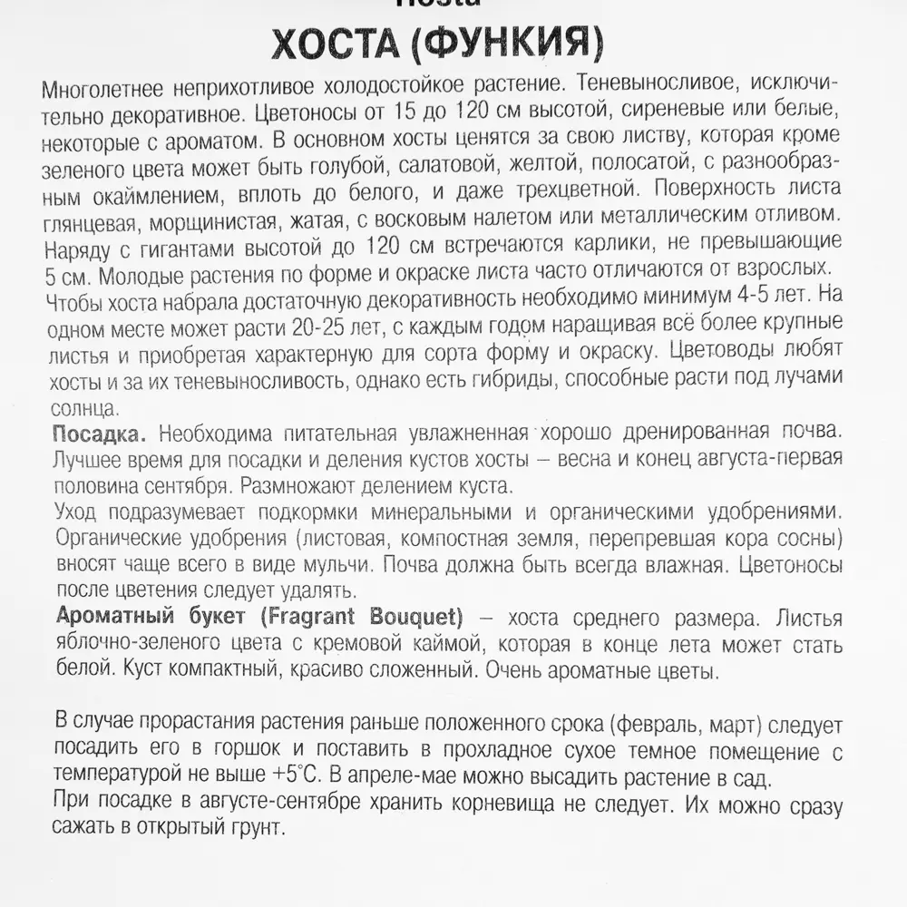 Фото 3 Хоста гибридная «Фрейгрант Букет», 1 шт.