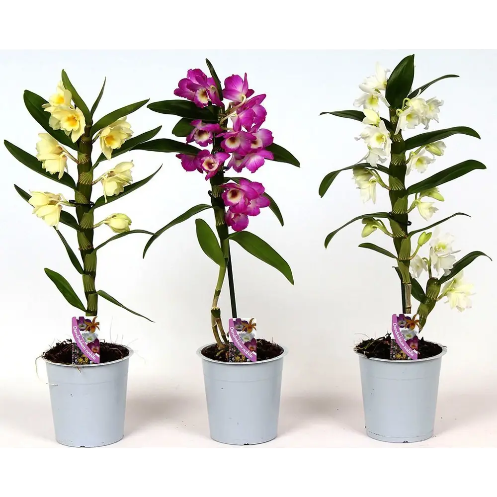 Фото Орхидея Дендробиум Нобиле 1 стебель ø12 h45 см Фото Орхидея Дендробиум Нобиле 1 стебель ø12 h45 см