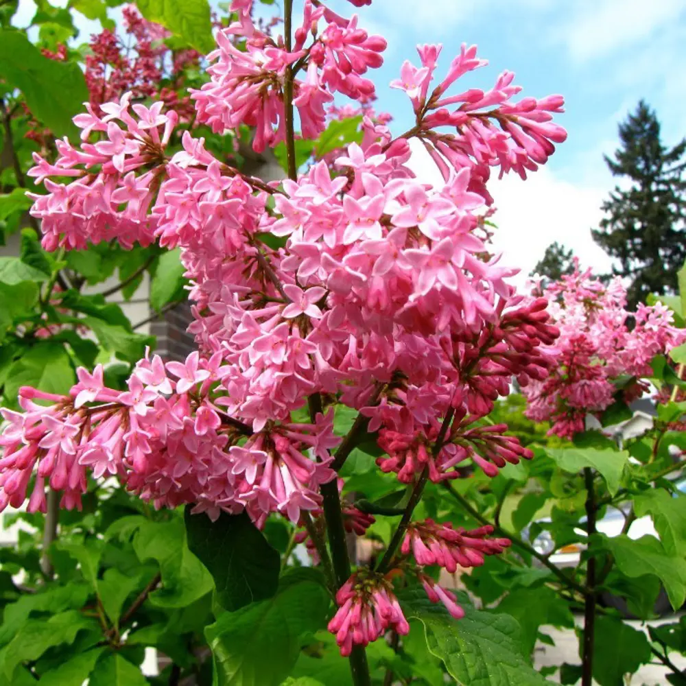 Фото Сирень Мисс Канада, P9 Фото Сирень Мисс Канада, P9