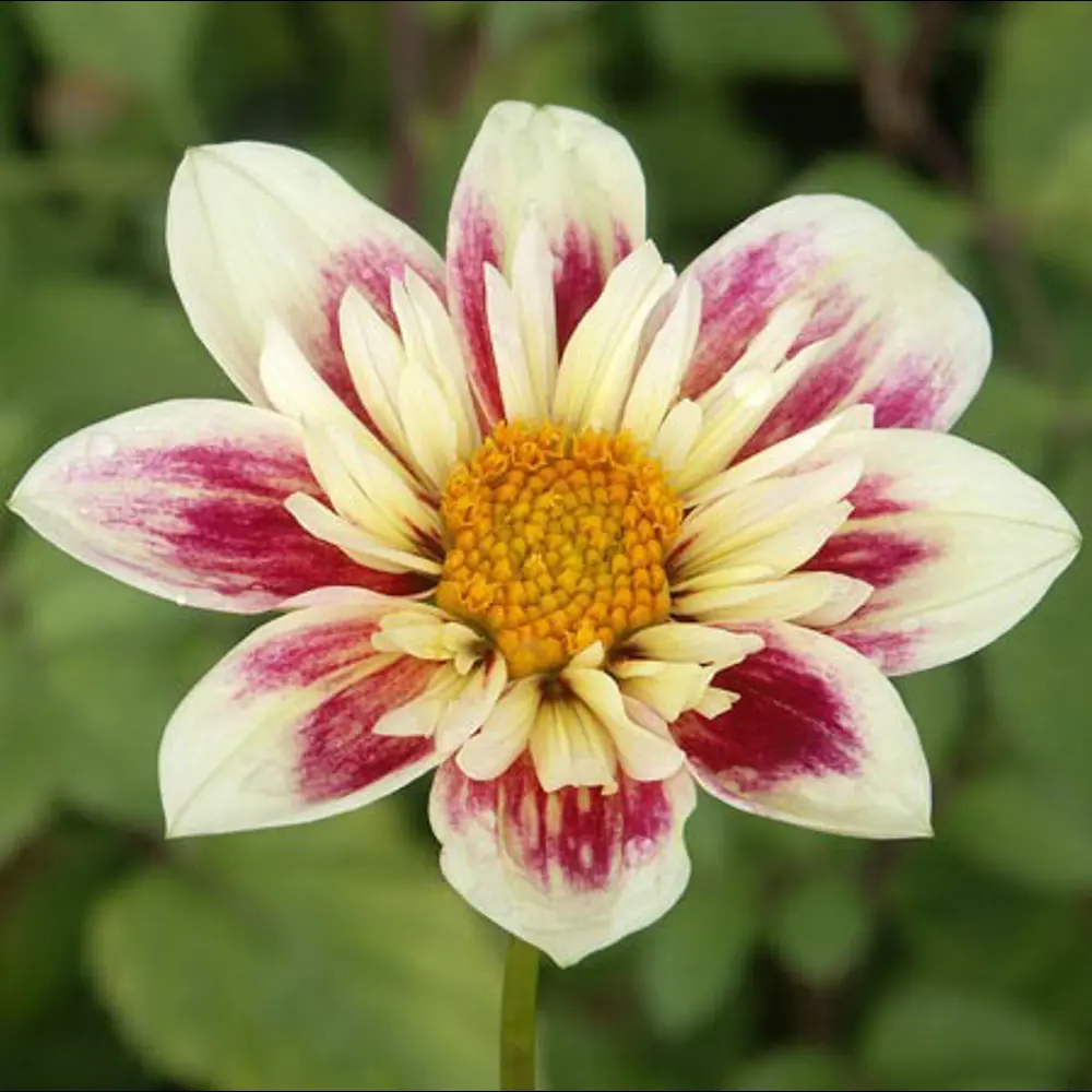 Фото Георгина Анемоновидная Фешн Монджер I Фото Георгина Анемоновидная Фешн Монджер I