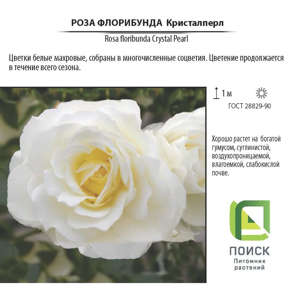 Фото 2 Роза Флорибунда «Кристалперл», контейнер 3.5 л Фото 2 Роза Флорибунда «Кристалперл», контейнер 3.5 л
